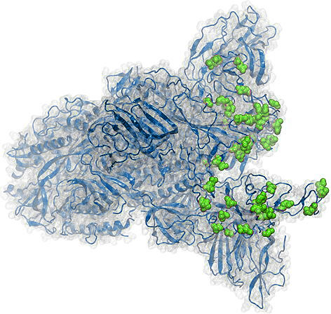 Abcalis® antibody binds to Omicron variant