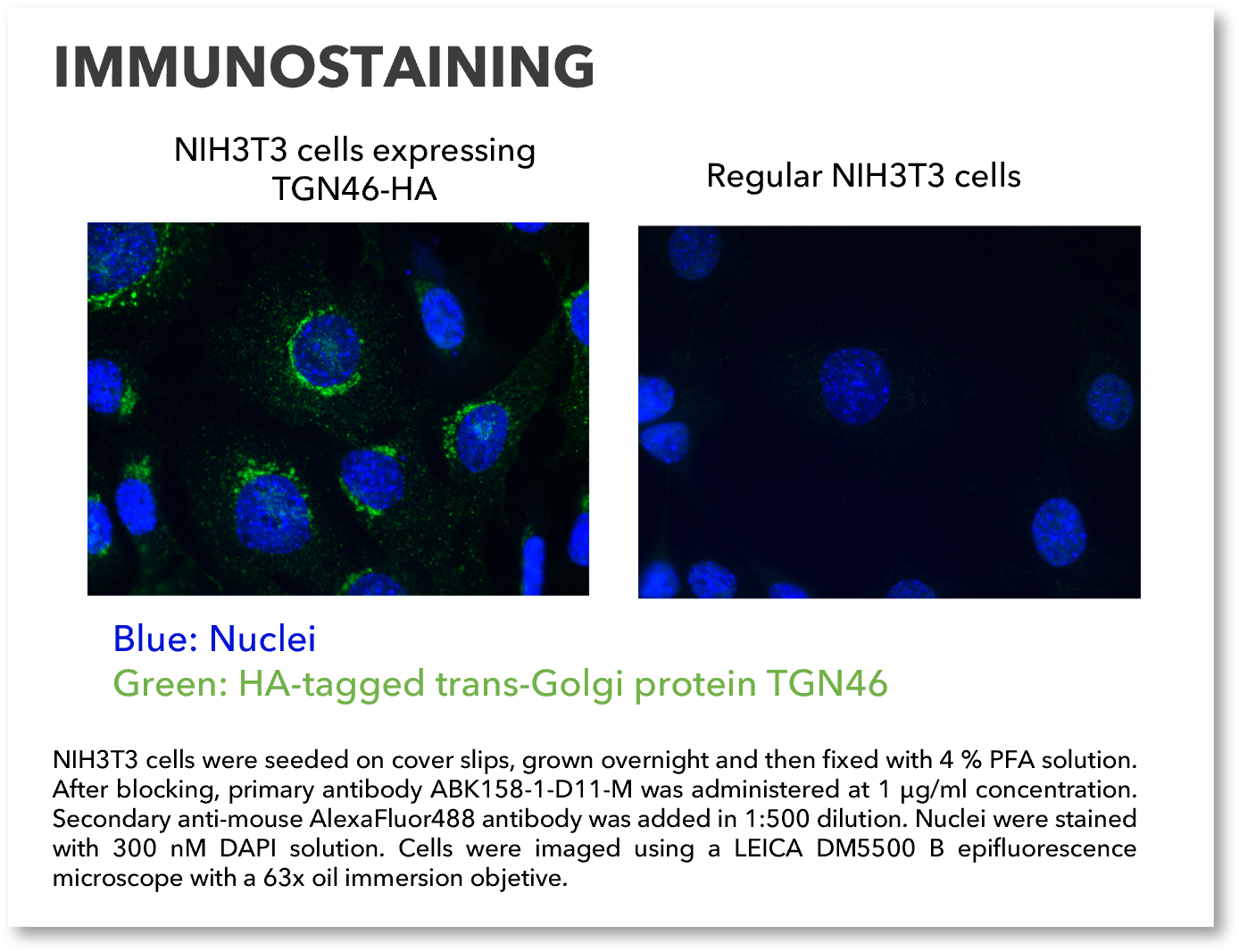HA_Immunofluorescence
