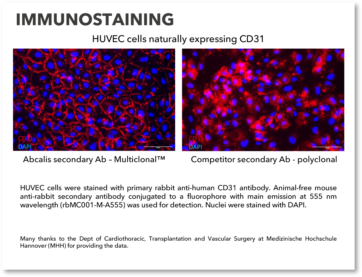 rbMC001-M_IHC_MHH_web2