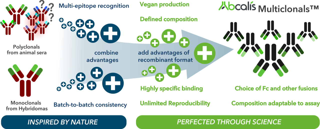 https://abcalis.com/wp-content/uploads/2026/02/Advantages_Abcalis_Multiclonals-4.png